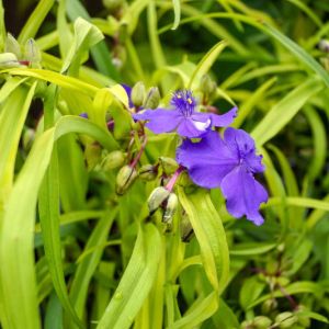 Tradescantia ‘Sweet Kate’ – Spiderwort – get a quote