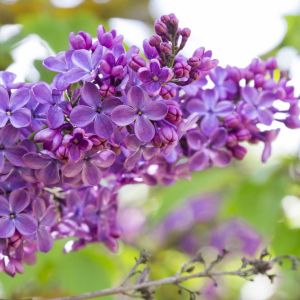 Syringa vulgaris – Common Lilac – French Hybrid Lilac get a quote