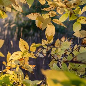 Celtis tenuifolia – Georgia Hackberry – Hackberry – Nettle Tree – get a quote