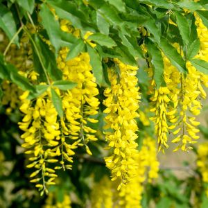 Laburnum x watereri – Voss Laburnum – Golden Chain Tree – get a quote