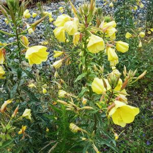 Oenothera erythrosepala – Evening Primrose – Sundrops – get a quote