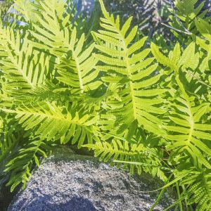 Polypodium vulgare – Wall Polypody – Adder’s Fern – Common Polypody – California Polypody – Polypody – get a quote