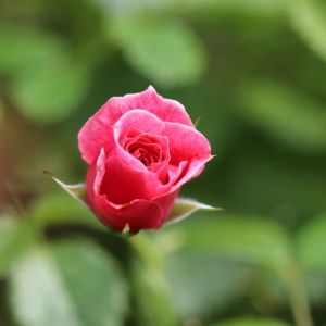 Rosa ‘Camelot’ – Rose ‘Camelot’ get a quote