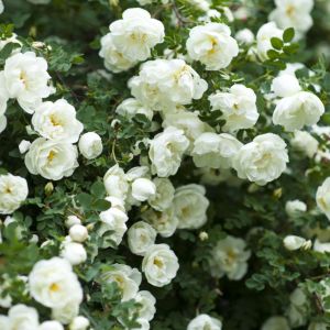 Rosa ‘Kent’ – Rose ‘Pyrenees’ – Rose ‘White Cover’ – Rose ‘Kent’ get a quote