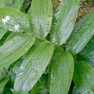 Smilacina stellata – Star-flowered Lily-of-the-valley – Starflower – False Solomon’s Seal – get a quote