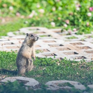 Gopher get a quote