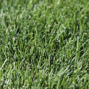 Poa pratensis – Kentucky Bluegrass – Meadow Grass – Spear Grass get a quote