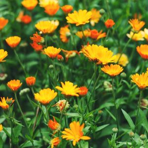 Calendula officinalis ‘Orange King’ – English Marigold – Pot Marigold – Marigold – get a quote