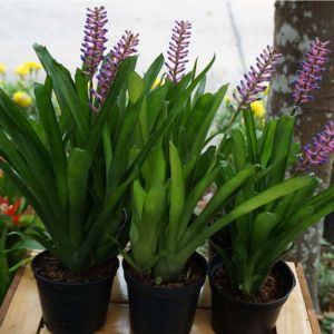 Aechmea gamosepala – Bromelaid get a quote