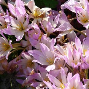 Colchicum bornmuelleri – Autumn Crocus – Meadow Saffron – get a quote