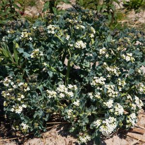 Crambe maritima – Sea Kale – get a quote