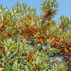 Hippophae rhamnoides – Sea Buckthorn – get a quote