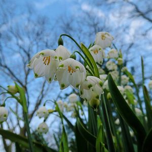 Leucojum aestivum ‘Gravetye Giant’ – Summer Snowflake – Giant Snowflake – Snowflake – get a quote