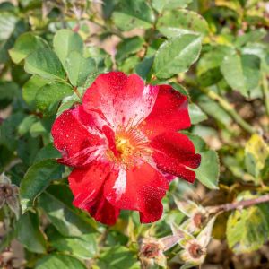 Rosa ‘Fourth of July’ – Rose ‘Crazy for You’ – Rose ‘Fourth of July’ – Rosa ‘Crazy for You’ get a quote