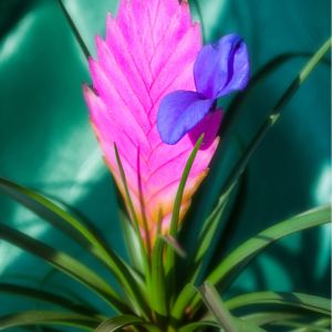 Tillandsia cyanea – Pink Quill – Air Plant – get a quote