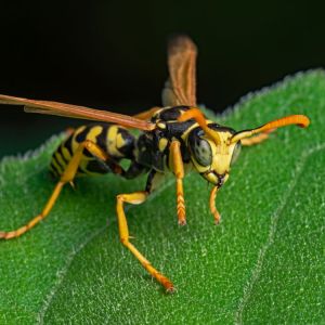 European Paper Wasp – Polistes dominulus get a quote