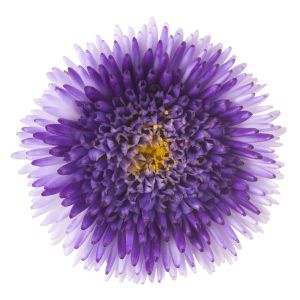 Callistephus Compliment Series – China Aster Compliment Series – get a quote