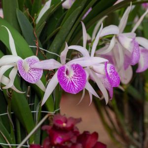 Brassavola – orchid get a quote