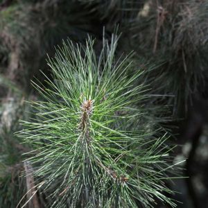 Pinus tabuliformis – Chinese Pine – Chinese Red Pine – Pine – get a quote