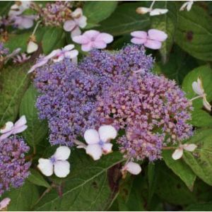 Hydrangea ‘Bluebird’ get a quote