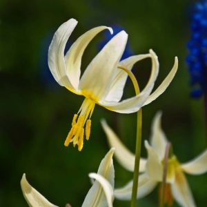 Erythronium e. pagoda – Dog’s-tooth Violet – Trout Lily – Fawn Lily – bulb get a quote