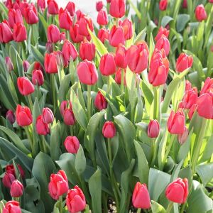 Tulipa ‘Lle De France’  – Tulip ‘Lle De France’ get a quote