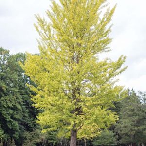Ginkgo bilboa – Maidenhair Tree get a quote