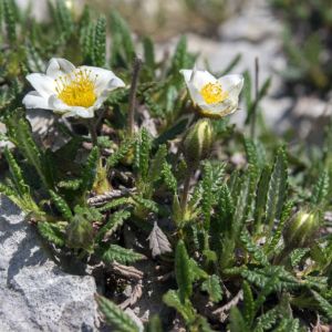 Dryas octopetala – Mountain Avens get a quote