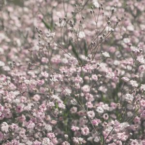 Gypsophila ‘Rosenschleier’ – Gypsophila ‘Rosy Veil’ – get a quote