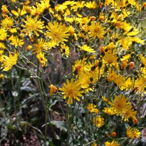 Hieracium maculatum – Hawkweed – get a quote