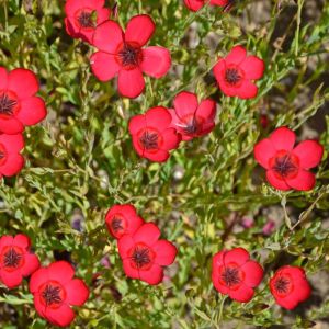 Linum grandiflorum ‘Rubrum’ – Flowering Flax – Flax – get a quote