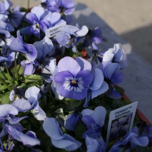Pansy Penny marina get a quote
