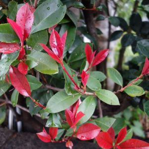 Photinia glabra – Japanese Photinia – Heteromeles – Stranvaesia – get a quote