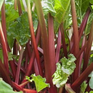 Rheum rhabarbarum – Rhubarb – Pieplant – Rhubarb – get a quote