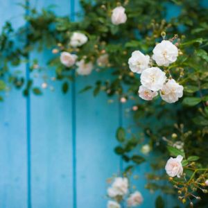 Rosa ‘Felicite Perpetue’ – Rose ‘Climbing Little White Pet’ – Rose ‘Felicite et Perpetue’ – get a quote