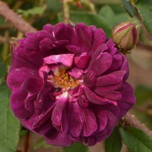 Rosa ‘Nuits de Young’ – Old Black Rose – Rose ‘Nuits de Young’ get a quote