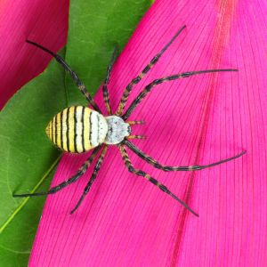 Banded Garden Spiders – Argiope trifasciata get a quote