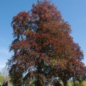 Fagus sylvatica ‘Riversii’ – Common Beech – European Beech – Beech – get a quote