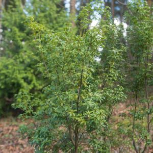 Acradenia frankliniae ‘ Whitey Wood ‘ get a quote