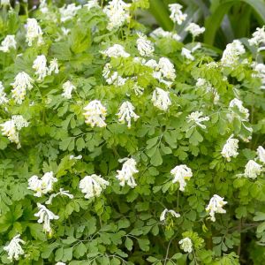 Corydalis ochroleuca – Pseudofumaria – get a quote