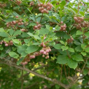 Enkianthus campanulatus ‘Red Bells’ – Redvein Enkianthus – get a quote