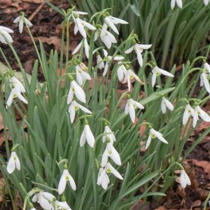 Galanthus ‘Atkinsii’ – Snowdrop – get a quote