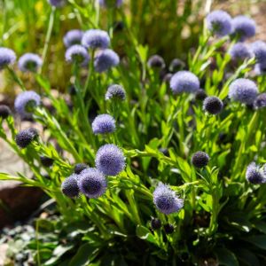 Globularia punctata – Globularia aphyllanthes – Globularia wildommii – Globe Daisy – get a quote