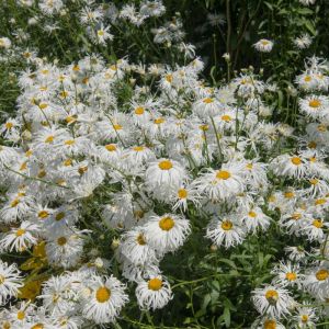 Leucanthemum x superbum ‘Phyllis Smith’ – Chrysanthemum maximum of gardens – Chrysanthemum x superbum – Shasta Daisy – get a quote