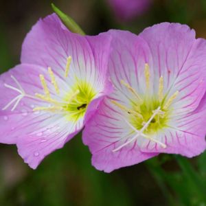 Oenothera speciosa – White Evening Primrose – Showy Evening Primrose – Evening Primrose – Sundrops – get a quote