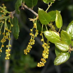 Quercus agrifolia – California Live Oak – Coast Live Oak – Oak – get a quote