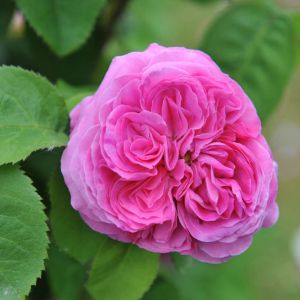 Rosa ‘Baronne Prevost’ – Rose ‘Baronne Prevost’ get a quote