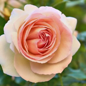Rosa ‘Iced Ginger’ – Rose ‘Iced Ginger’ get a quote