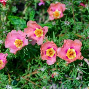 Rosa ‘Laura Ashley’ – Rose ‘Laura Ashley’ get a quote