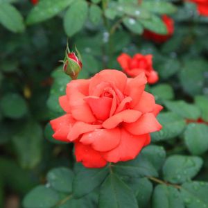 Rosa ‘Morden Fireglow’ – Rose ‘Morden Fireglow’ get a quote